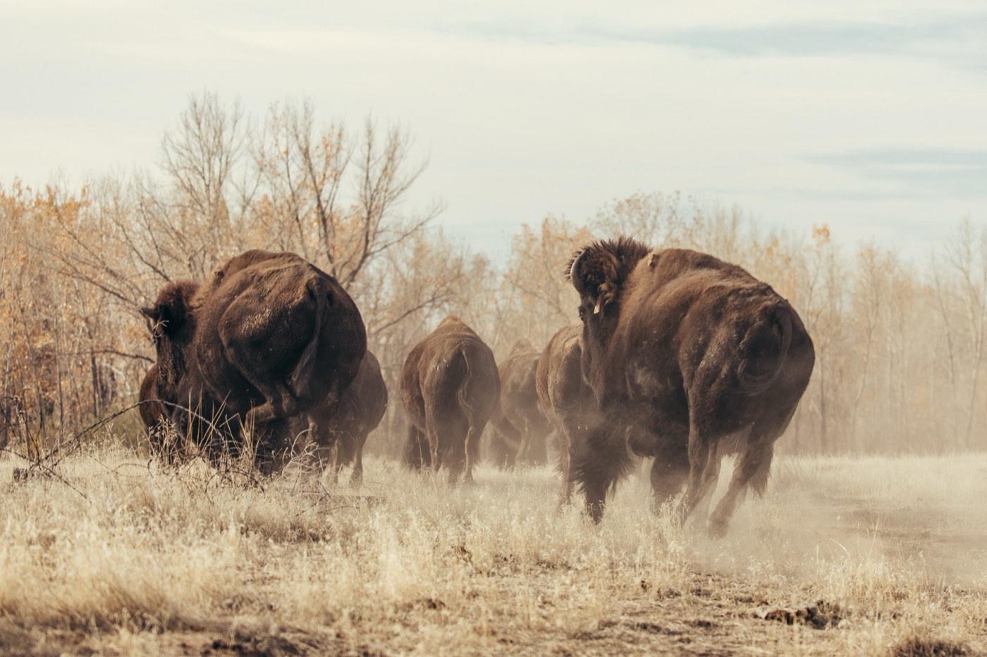 A bison herd moving through dry grass and dust