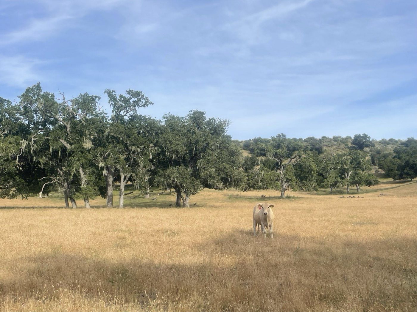 Cattle grazing on golden grassland between oak trees