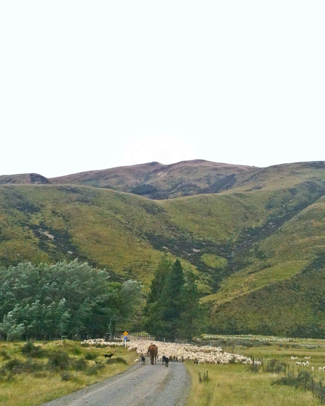 A shepherd on horseback with dogs driving a flock of sheep through green hills