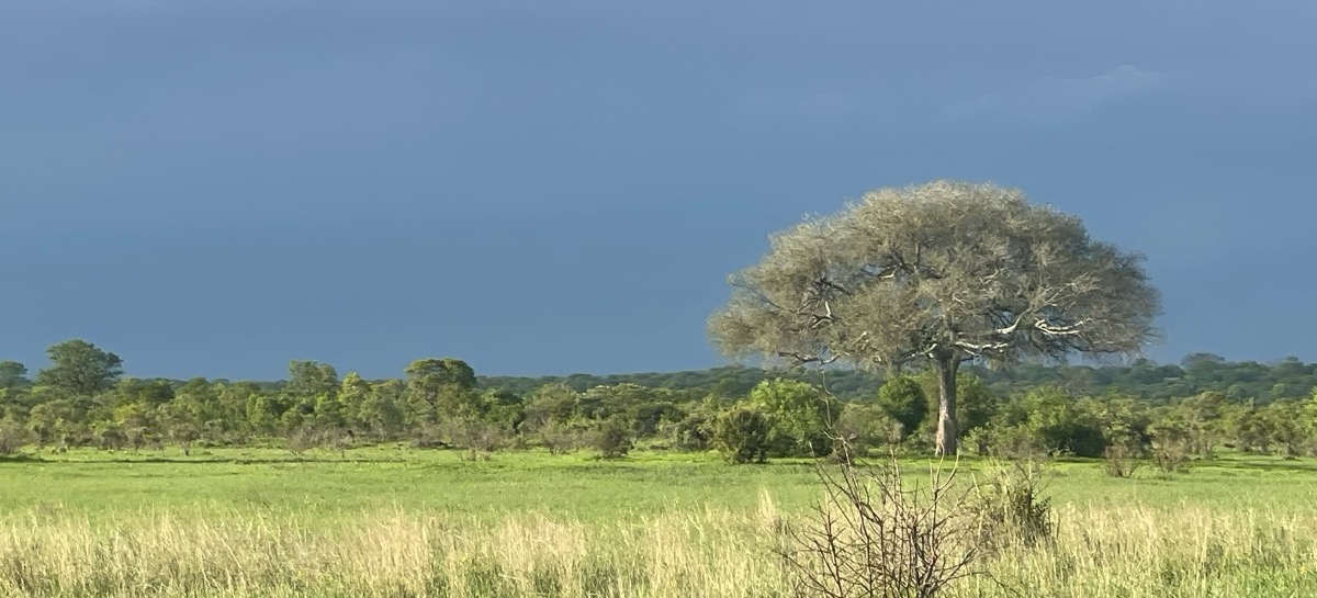 Green regenerating grassland under a rain-heavy sky
