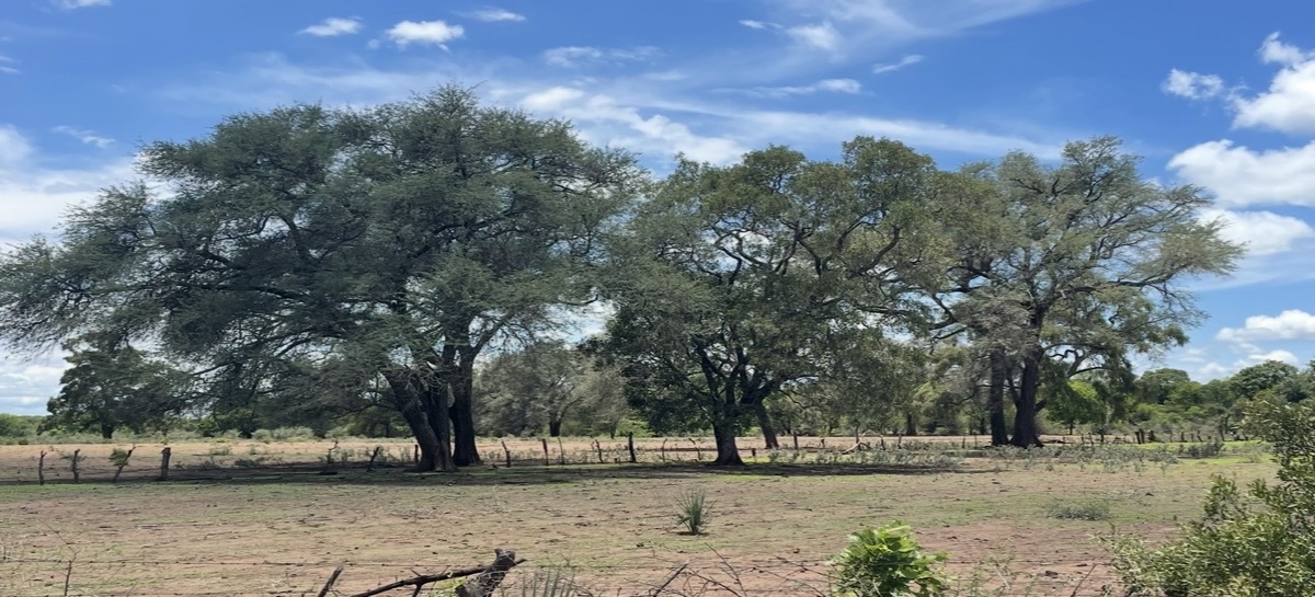Bare, degraded land with exposed soil under scattered trees