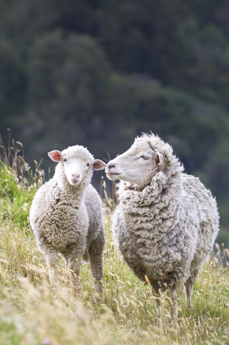 A ewe and her lamb standing in tall grass